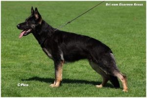 Bri vom Eisernen Kreuz