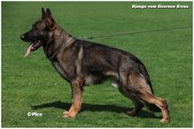 Django vom Eisernen Kreuz