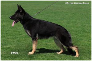 Elly vom Eisernen Kreuz