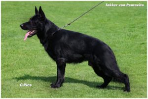 Takker von Pentavita